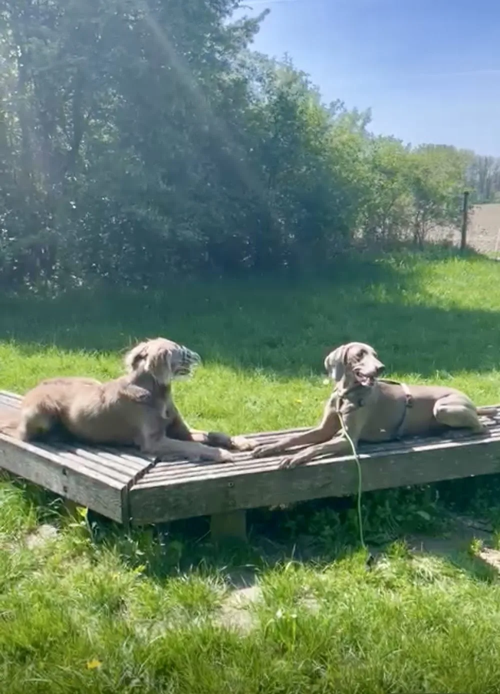 Der Hundeflo-Trainerin Andrea Mitterhauser (Weinviertel) - Göllersdorf pet otel görseli 3