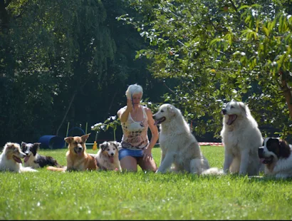 FunnyDogs - Training - Betreuung - Pflegehunde aus dem Tierschutz - Göllersdorf pet otel görseli 2