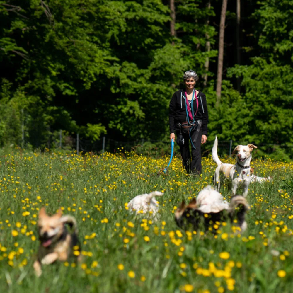 Gassi, gemma! - Hundebetreuung für Wien-Umgebung und Niederösterreich - Göllersdorf pet otel görseli 2