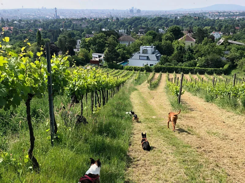 Gassi, gemma! - Hundebetreuung für Wien-Umgebung und Niederösterreich - Göllersdorf pet otel görseli 3