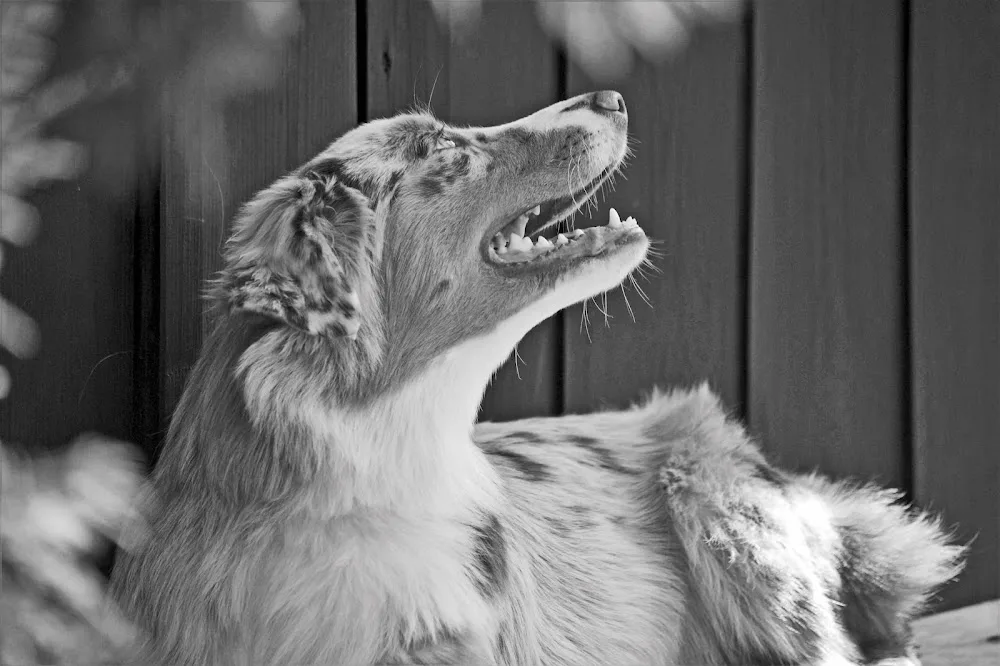 Hexes Hundepension - Göllersdorf pet otel görseli 2
