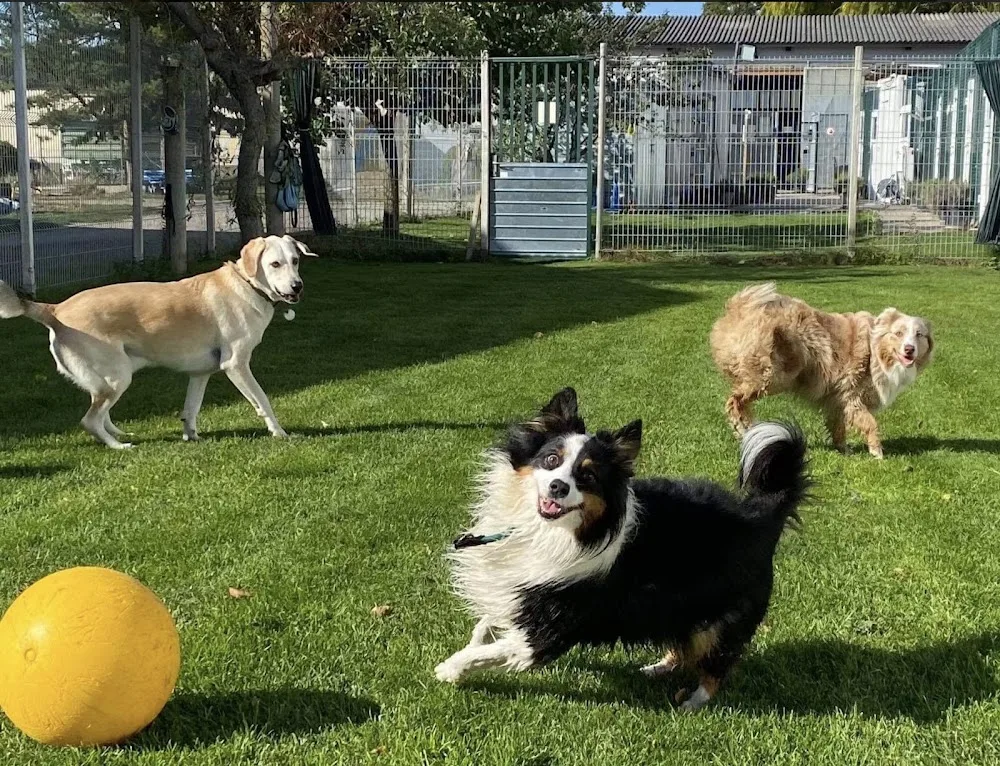 Hexes Hundepension - Göllersdorf pet otel görseli 3
