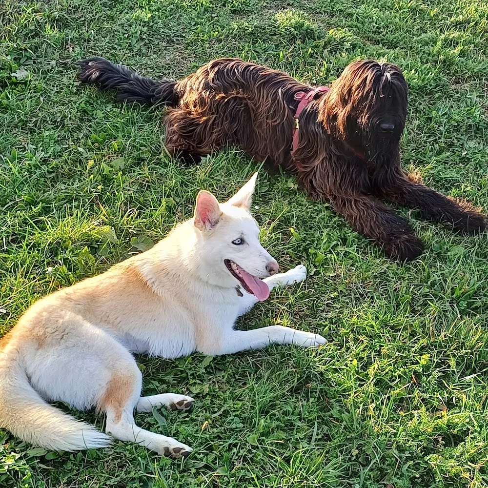 Hundebetreuung "Feuchtnase" - Göllersdorf pet otel görseli 2