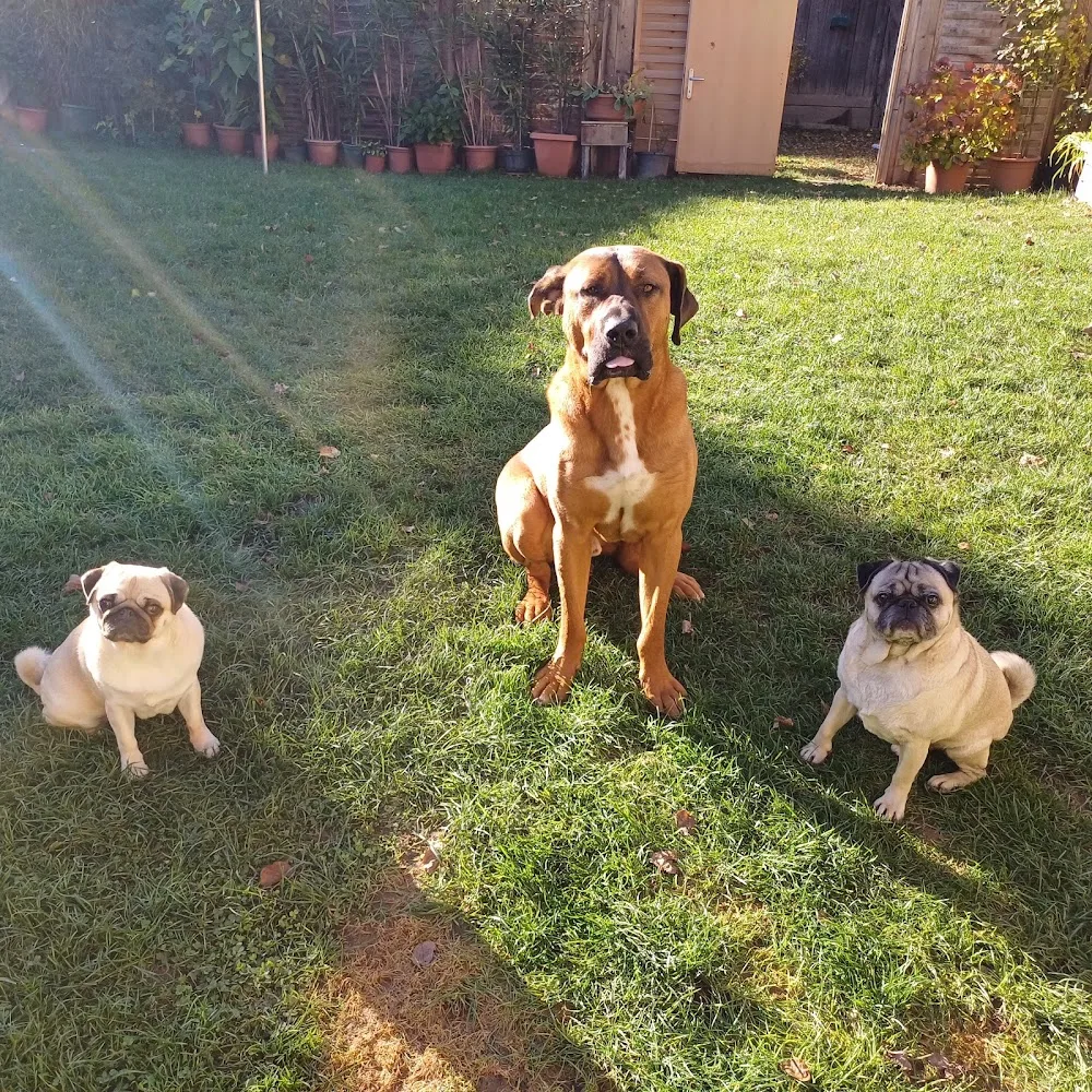 Hundebetreuung "Feuchtnase" - Göllersdorf pet otel görseli 3