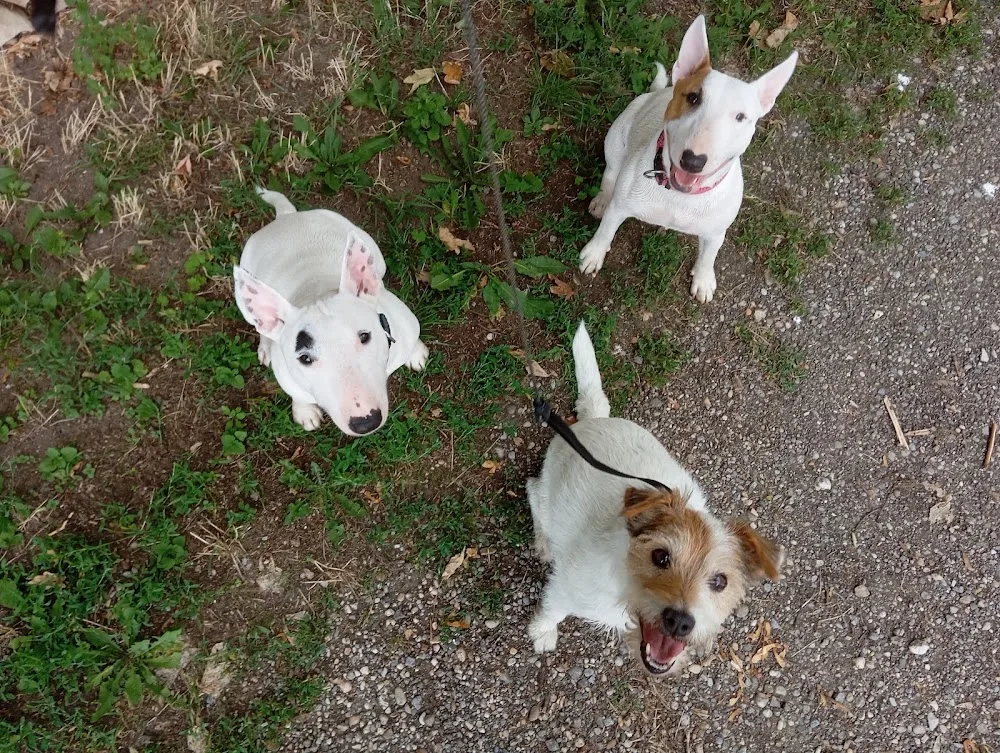 Hundefee-Hundebetreuung - Göllersdorf pet otel görseli 2