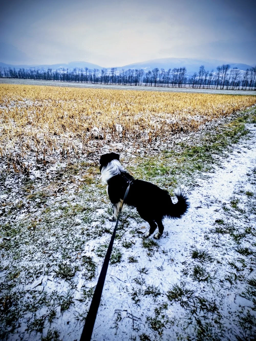 Hundefee-Hundebetreuung - Göllersdorf pet otel görseli 3