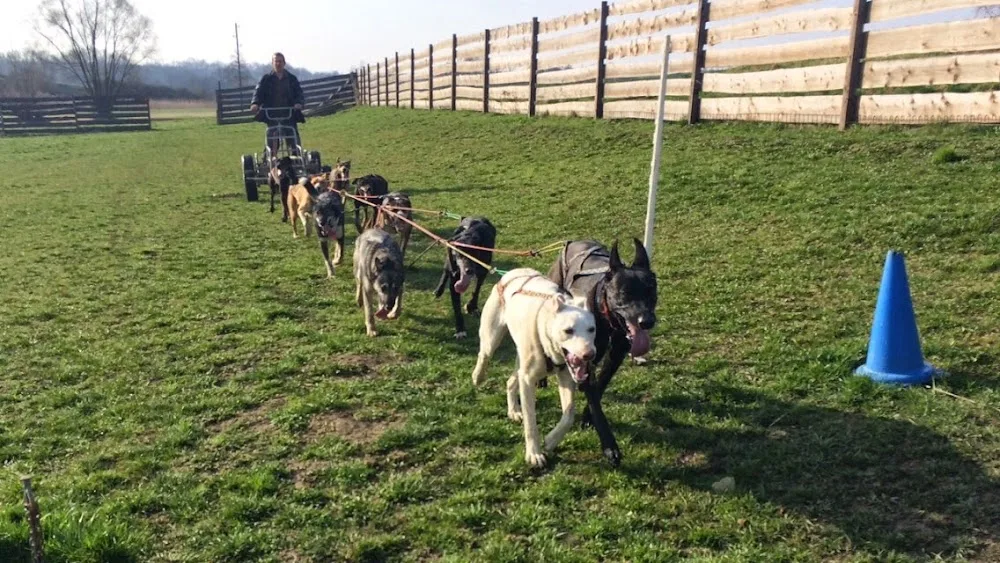 Hundepension Diversity In Motion - Göllersdorf pet otel görseli 2