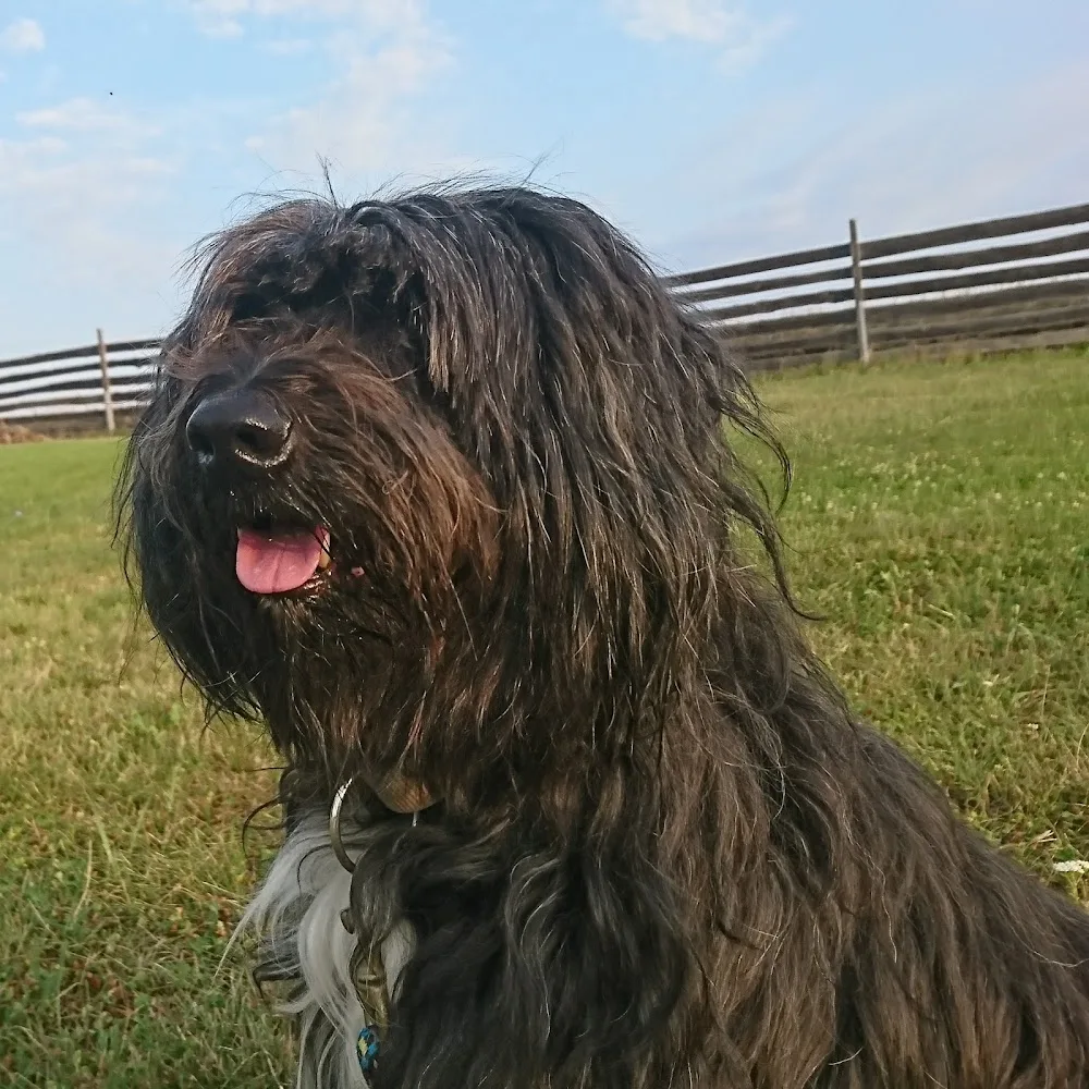 Hundepension Diversity In Motion - Göllersdorf pet otel görseli 3