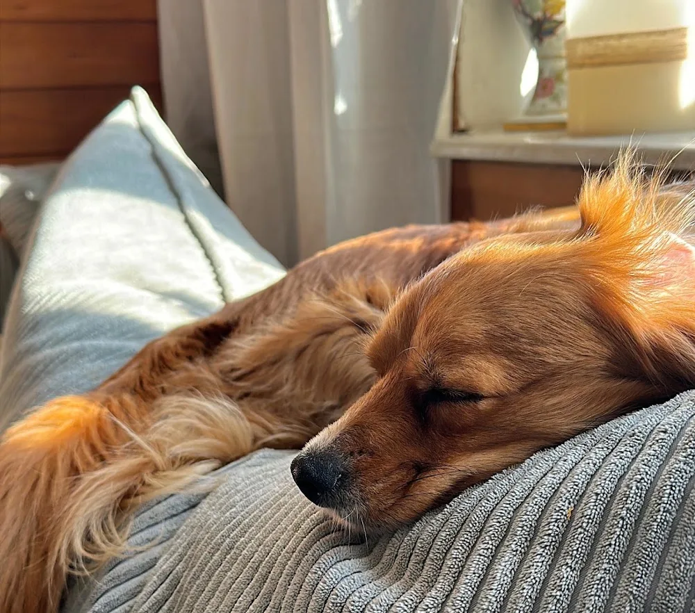 Hundepension Pfotenchalet Wienerwald - Göllersdorf pet otel görseli 3