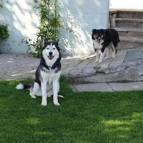 Hundepension Raab Johann - Göllersdorf pet otel görseli 2