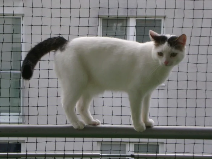 Katzenbetreuung Wien - Göllersdorf pet otel görseli 7