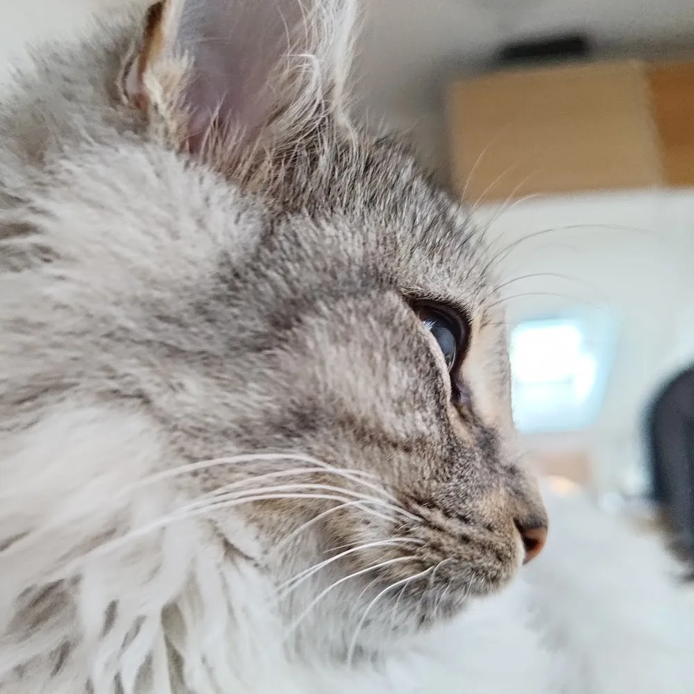Katzenbetreuung Wien - Göllersdorf pet otel görseli 9