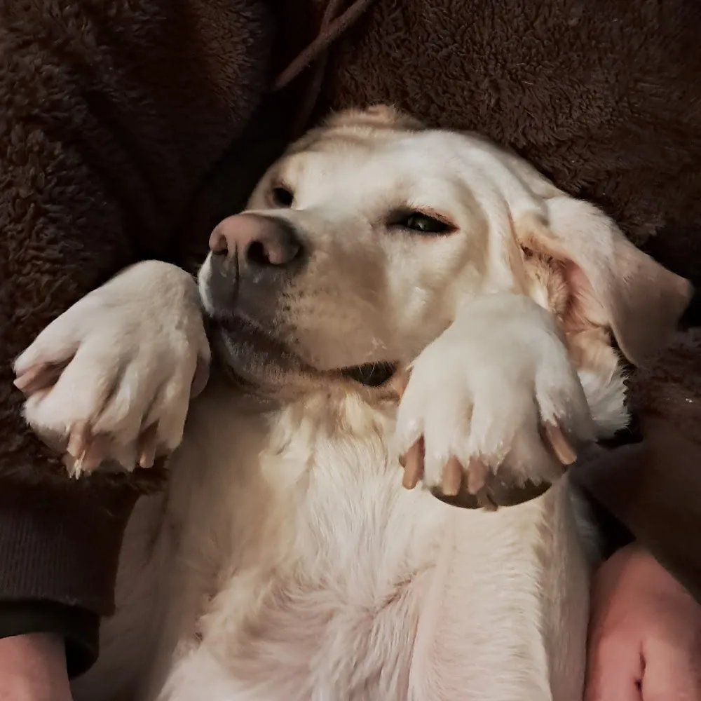 Laulis Hundesalon und Hundepension - Göllersdorf pet otel görseli 4