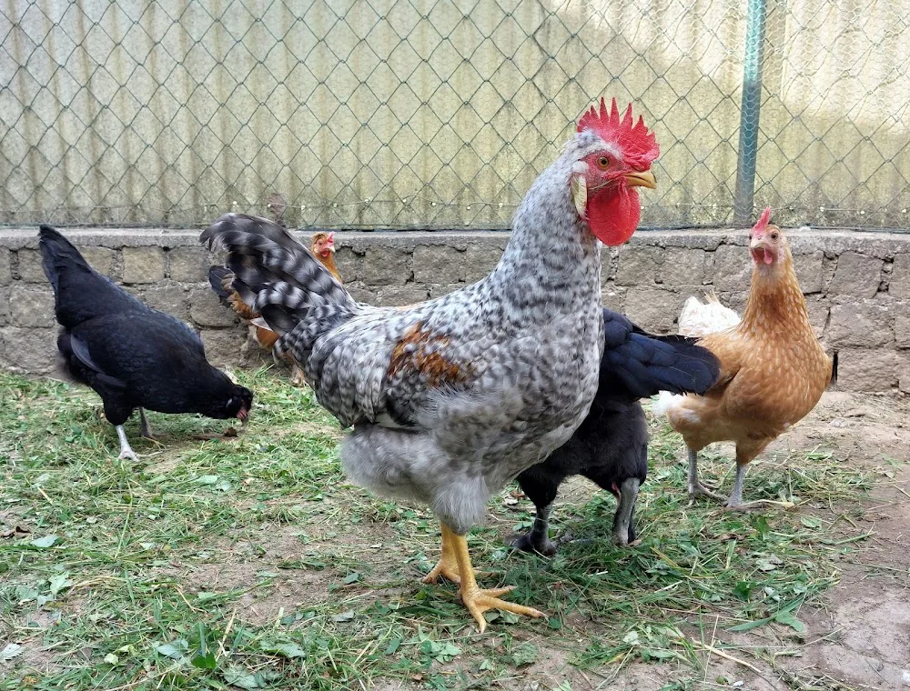 Raabsmühle - Alpakazucht | Tierpension - Göllersdorf pet otel görseli 2