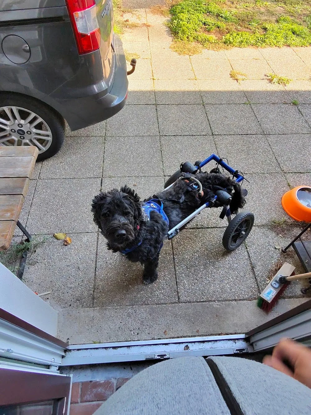 Wuff Paradies - Göllersdorf pet otel görseli 2