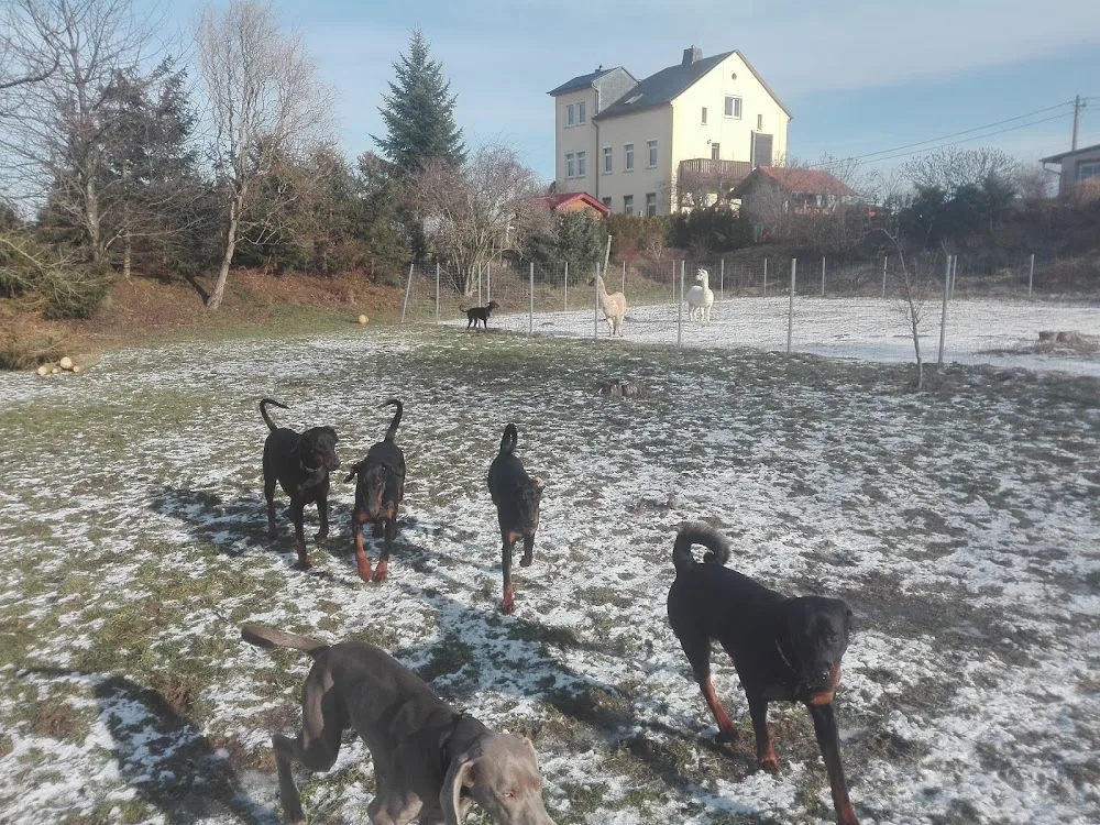 Hundeschule "Hundemensch" - Göpfersdorf pet otel görseli 3
