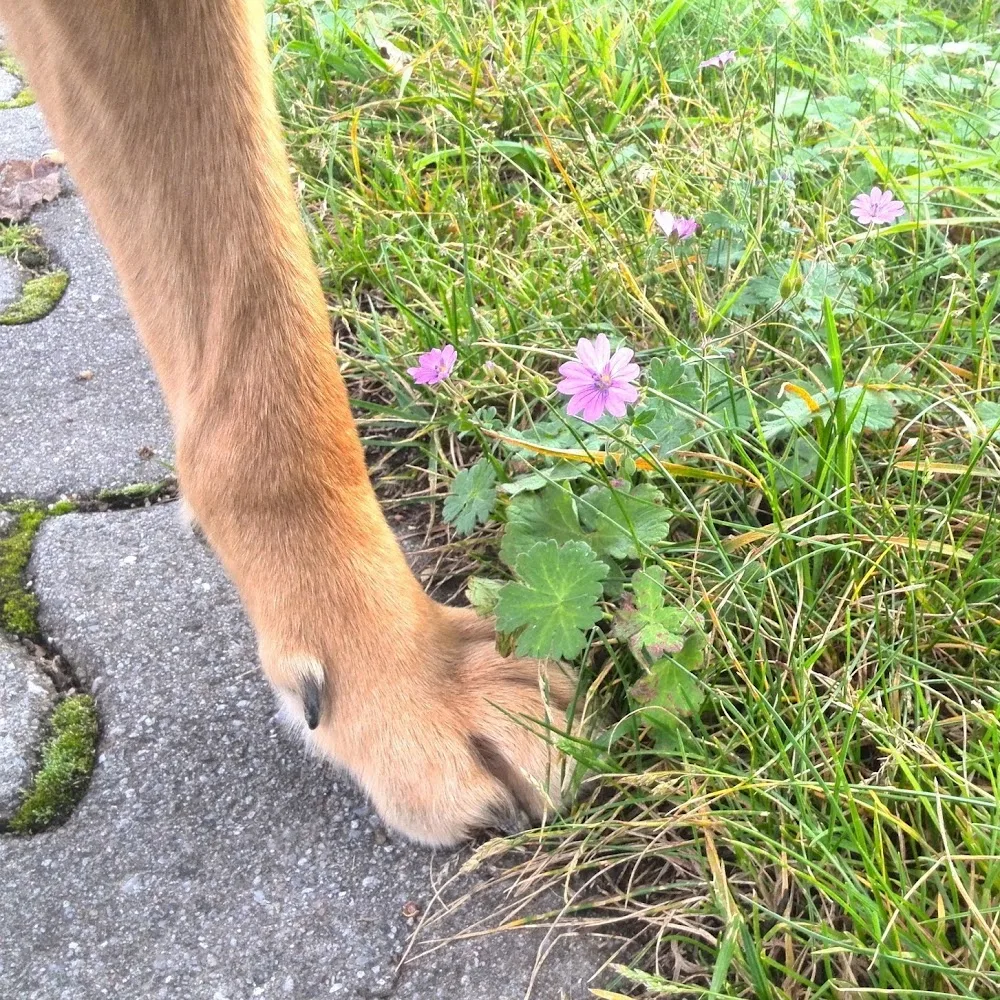 Hundetraining und Betreuung Julia Wilde - Göpfersdorf pet otel görseli 5