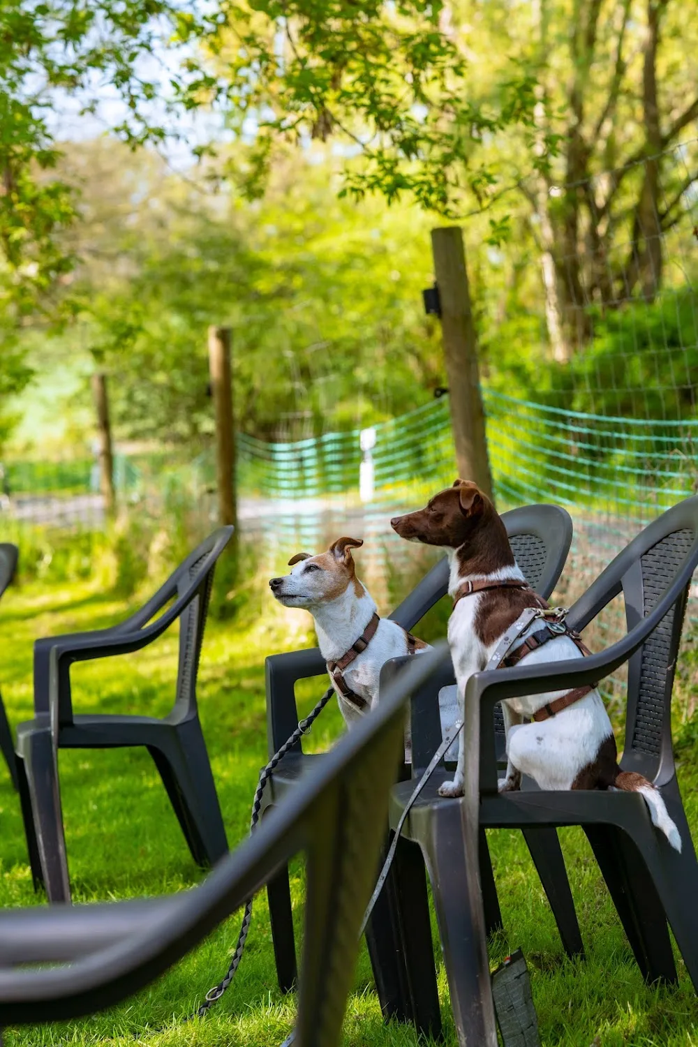 HundsHof Altenburger Land - Göpfersdorf pet otel