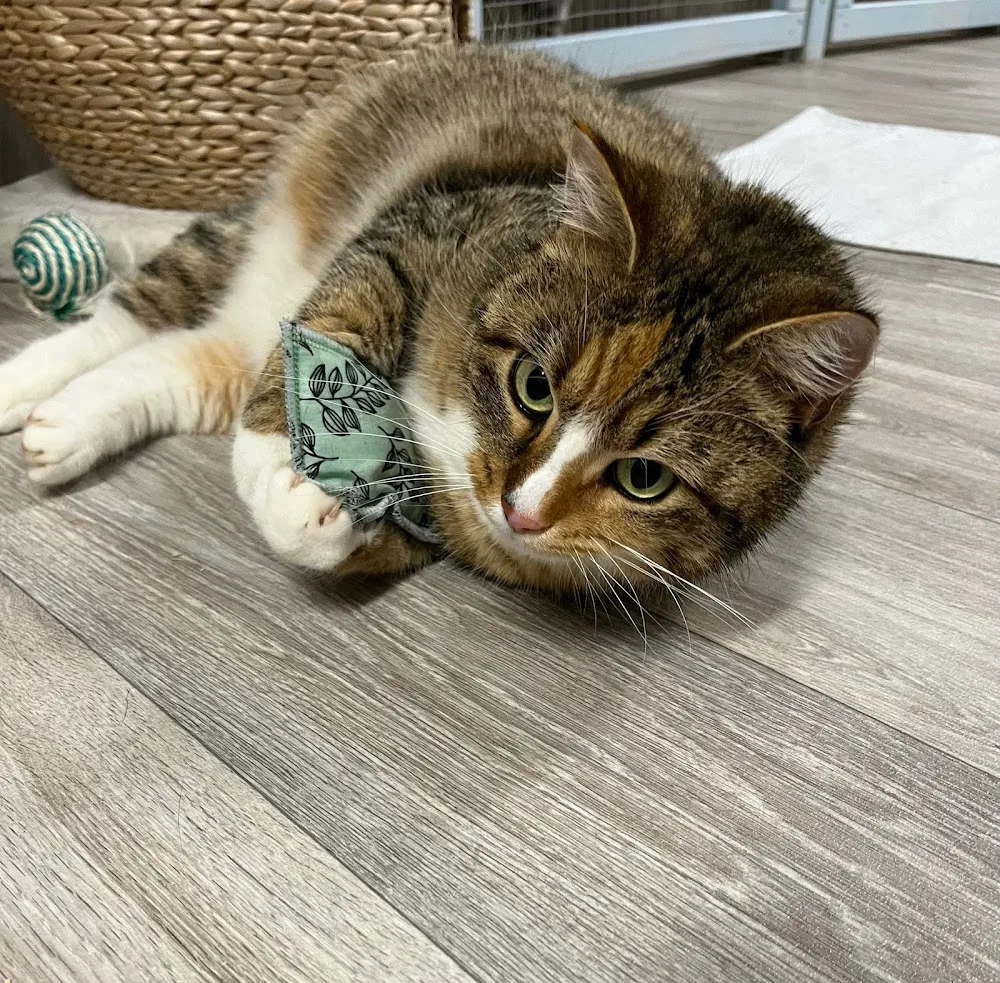 Katzenpension Beate Thiess - Göpfersdorf pet otel görseli 2