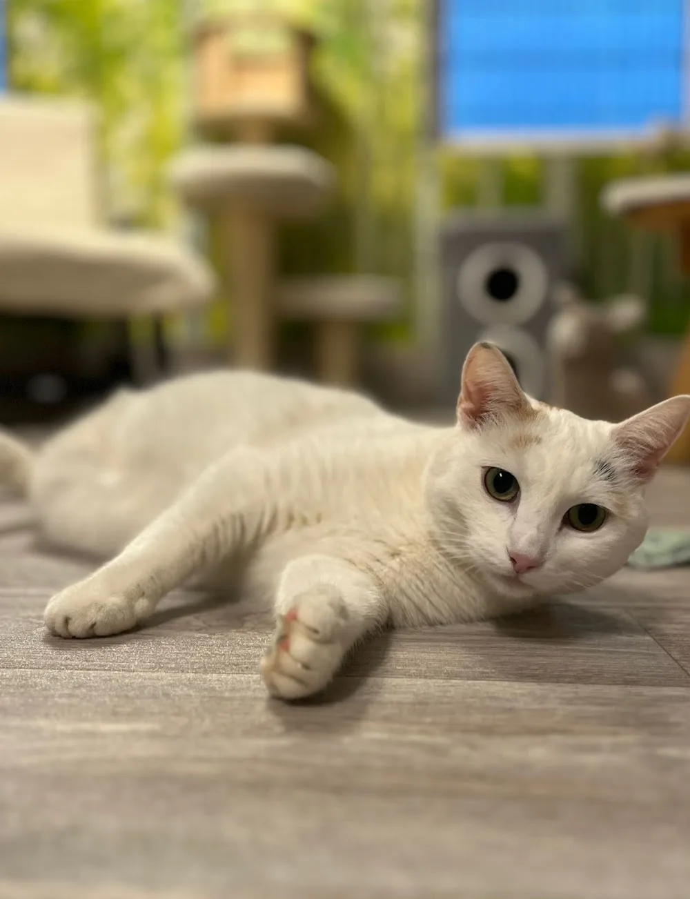 Katzenpension Beate Thiess - Göpfersdorf pet otel görseli 3