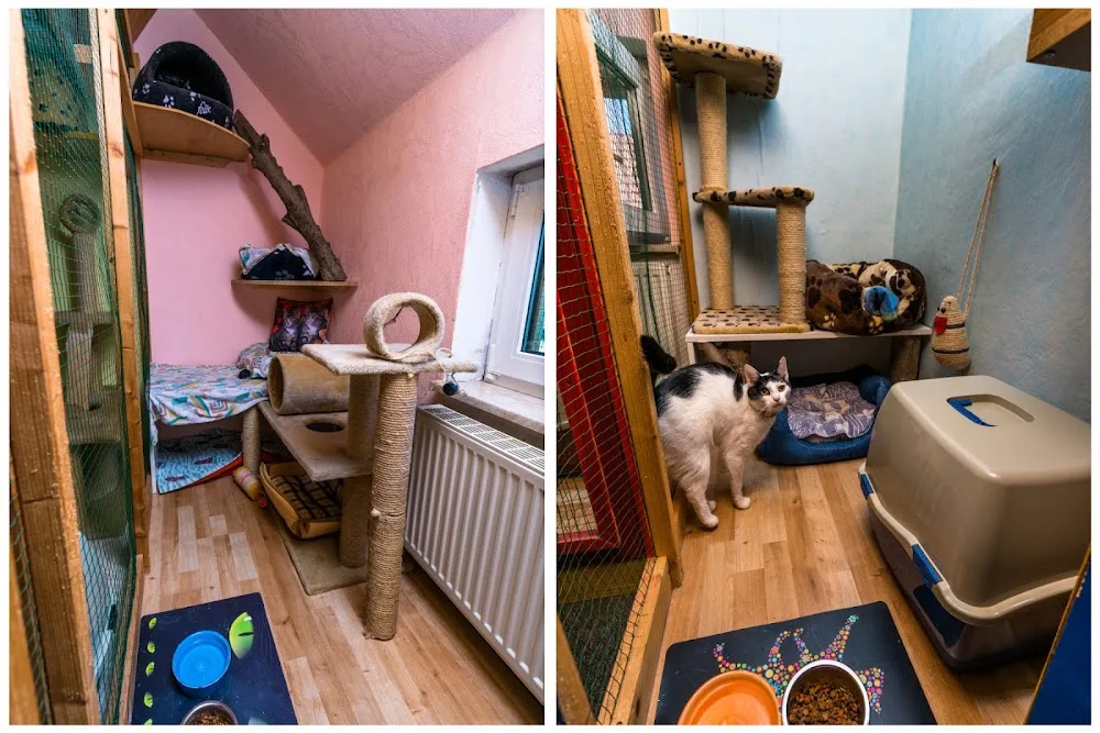 Katzenpension Stubentiger in Altenburg - Göpfersdorf pet otel