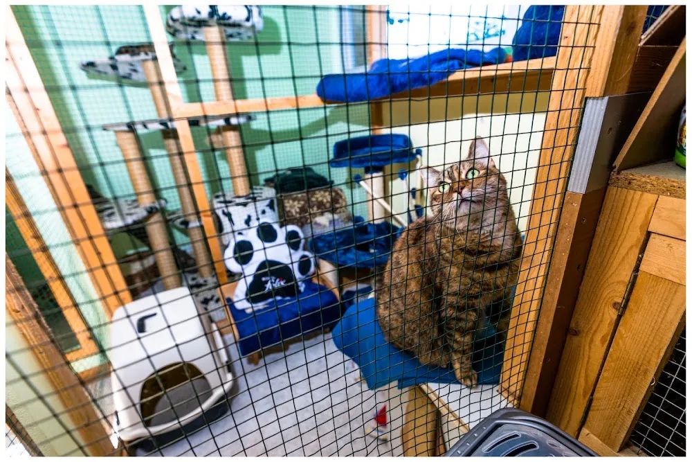 Katzenpension Stubentiger in Altenburg - Göpfersdorf pet otel görseli 3
