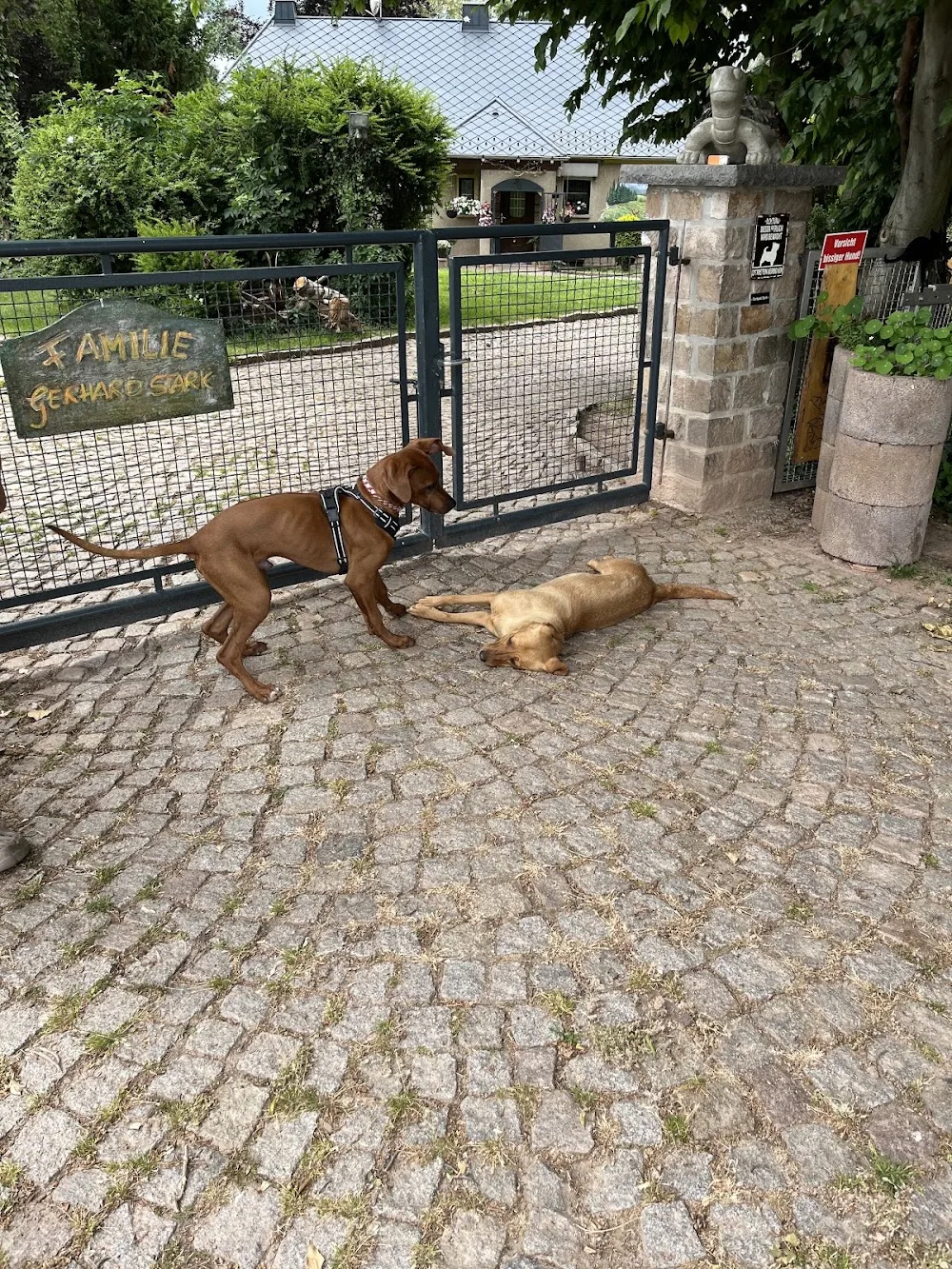 Tierpension mit Herz - Göpfersdorf pet otel görseli 3