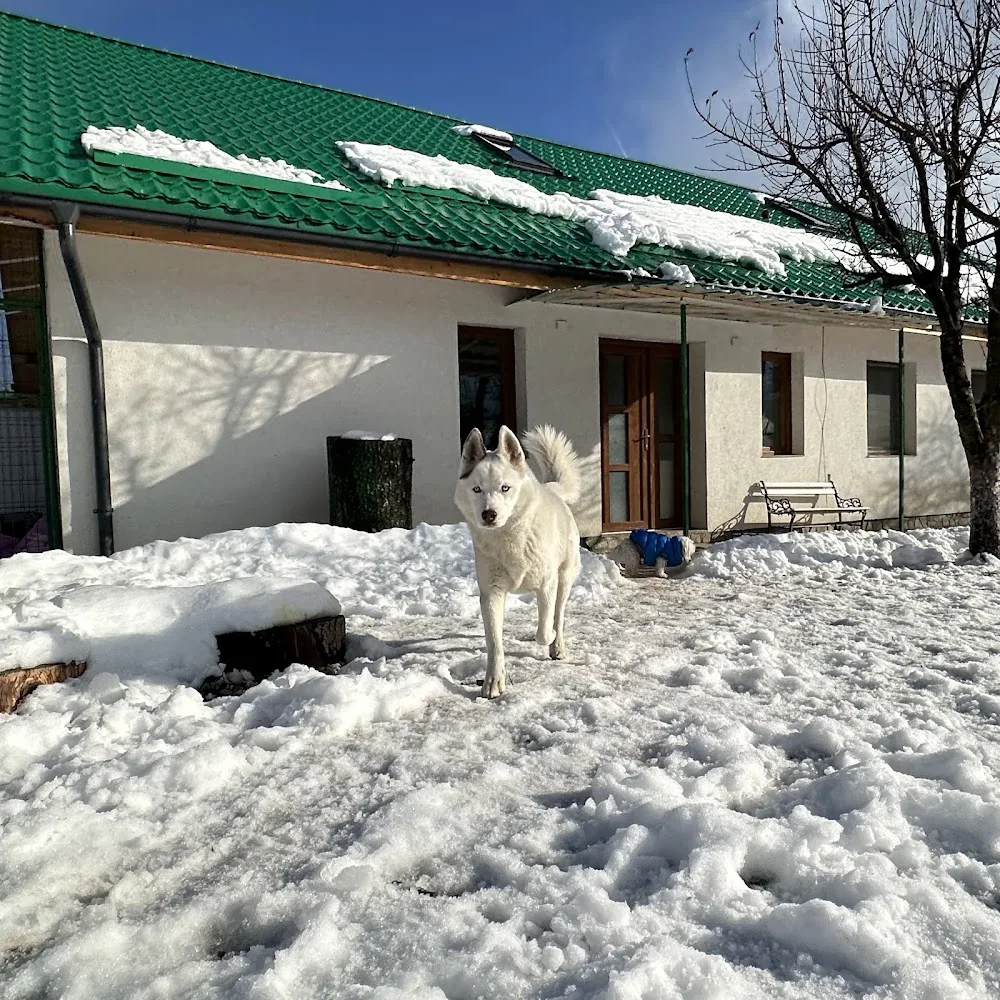 Hotel Happy Pet Land - Gorj pet otel görseli 3
