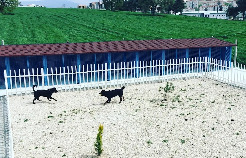 Görükle Köpek Pansiyonu - Bursa pet otel görseli 2