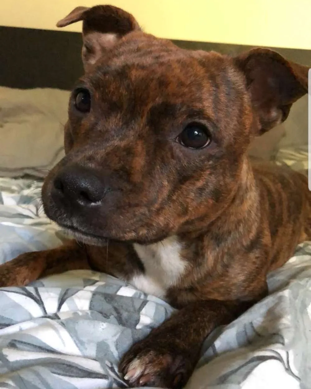 Kennel Loyalstaff - Göteborg pet otel