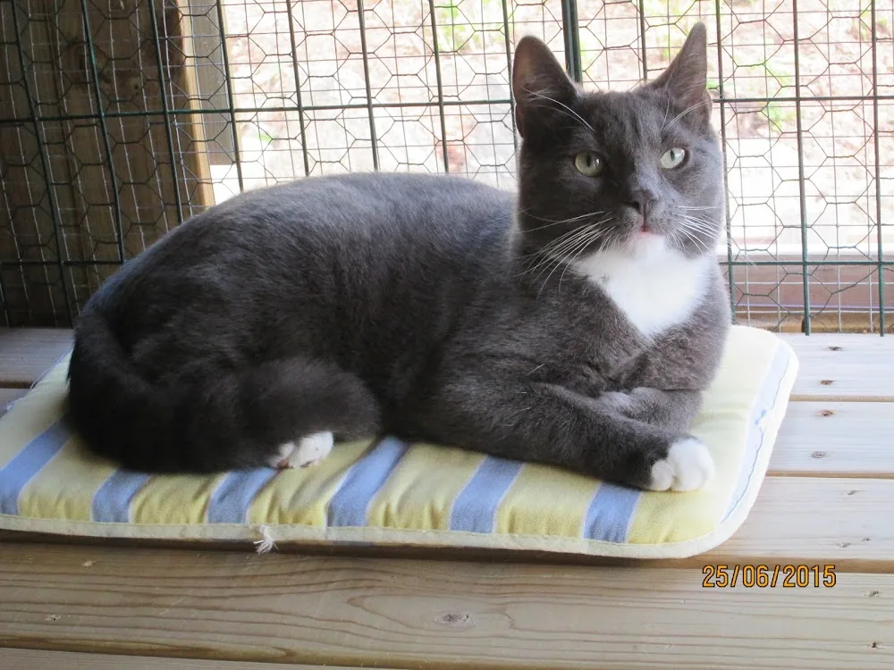 SOV - Kattpensionat - Nära Göteborg - Göteborg pet otel