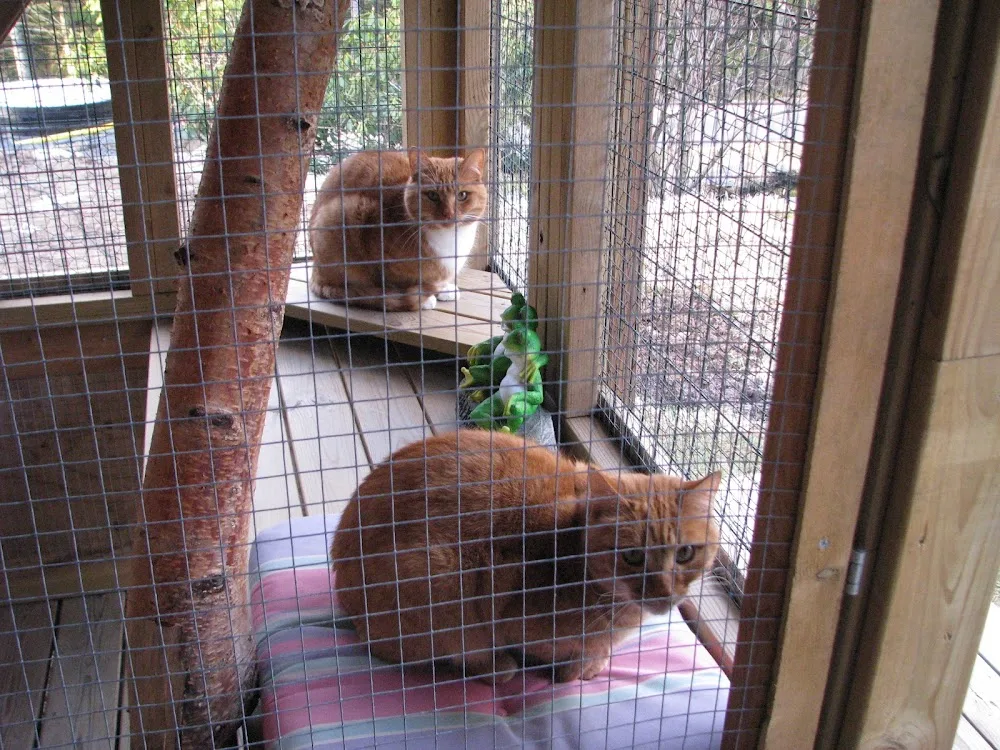 SOV - Kattpensionat - Nära Göteborg - Göteborg pet otel görseli 3