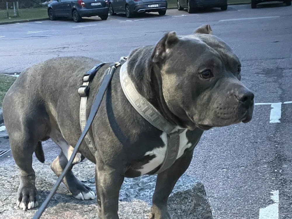 Sweetbulls kennel - Göteborg pet otel görseli 3