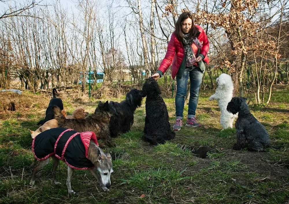 Doghouse Dog Consulting - Gothenburg pet otel