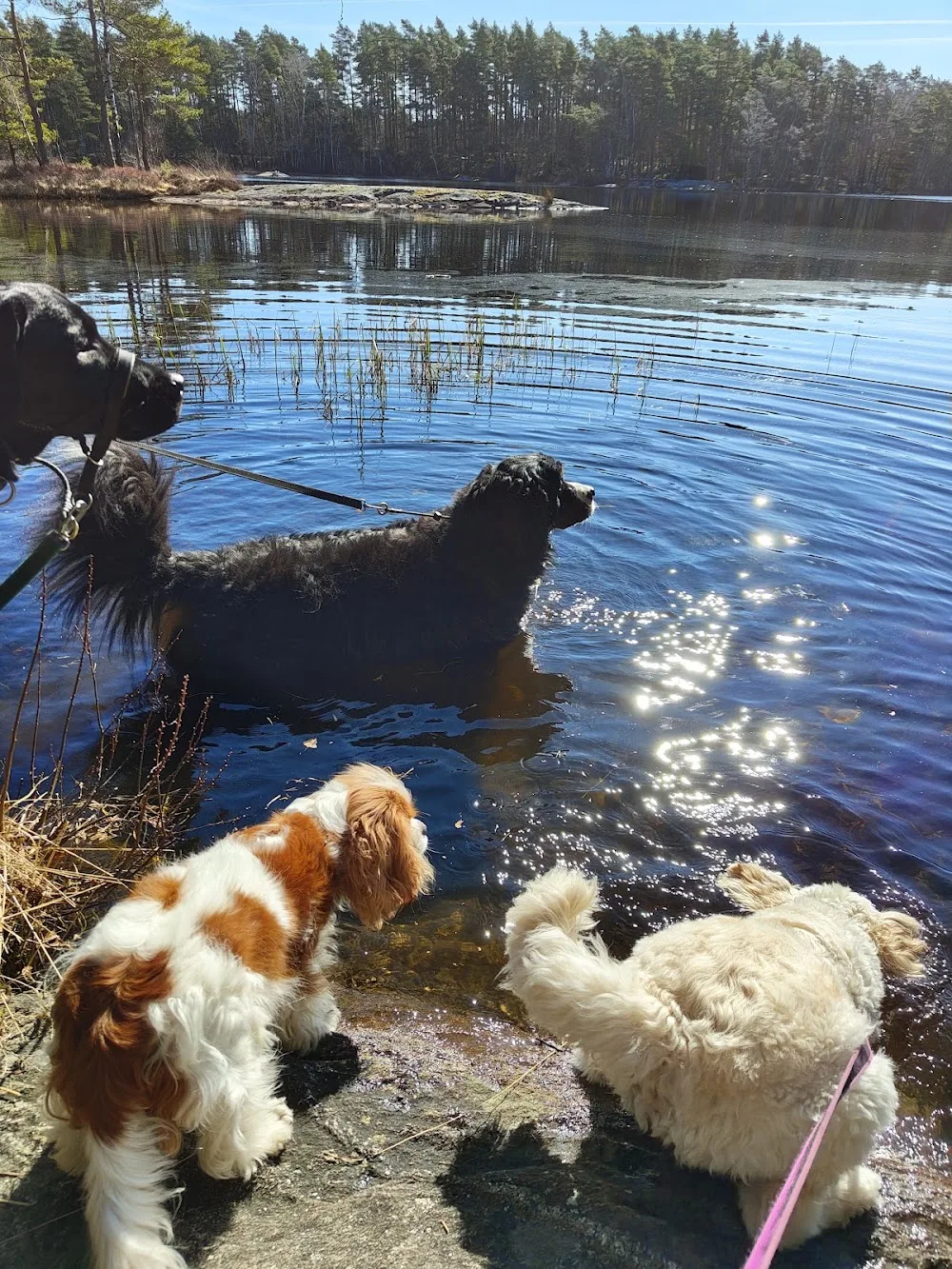 Doghouse Dog Consulting - Gothenburg pet otel görseli 3