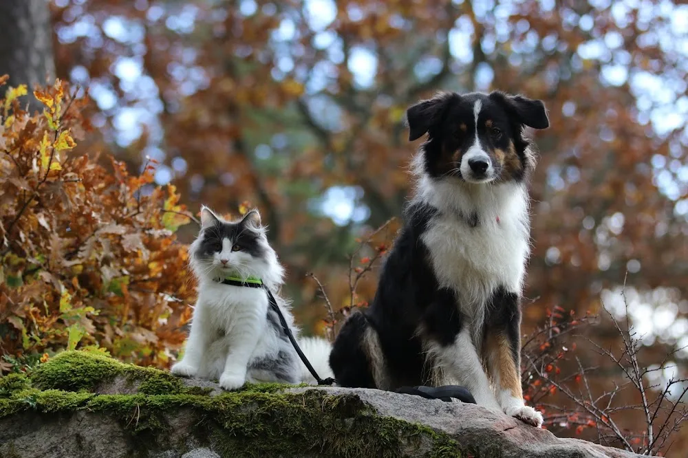 S * Sjöliden's Norwegian Forest Cats - Gothenburg pet otel