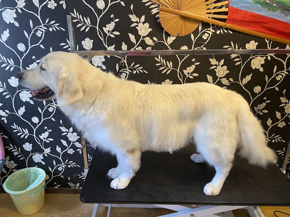 Cavvastar’s kennel och hundtrim - Gotland pet otel