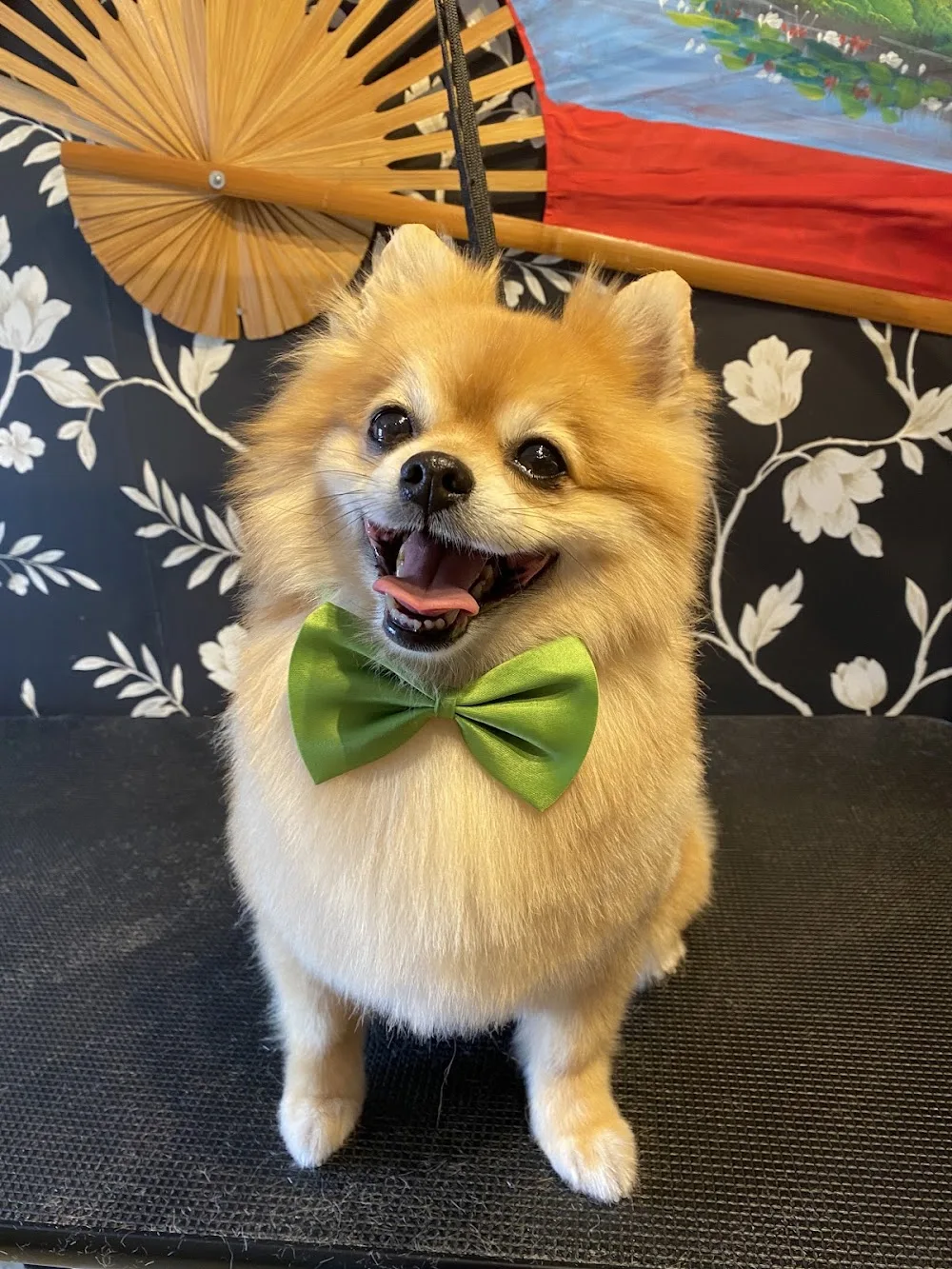 Cavvastar’s kennel och hundtrim - Gotland pet otel görseli 3