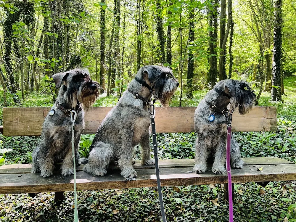 Fröken Saber: hundtrim och kennel - Gotland pet otel