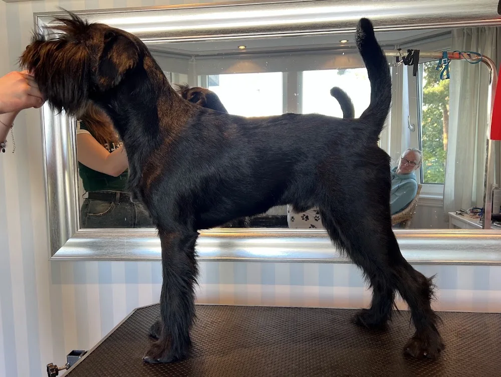 Fröken Saber: hundtrim och kennel - Gotland pet otel görseli 3
