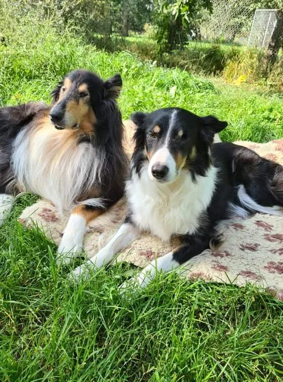 Hundpensionat Pyssla - Gotland pet otel görseli 3
