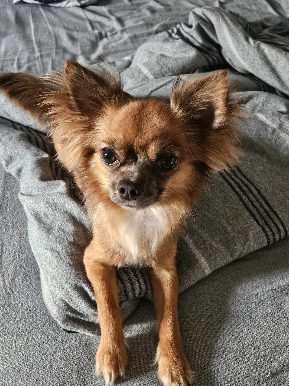 Hundefriseur SB Dogs Hundepension Göttingen Sarah Beckers - Göttingen pet otel görseli 3