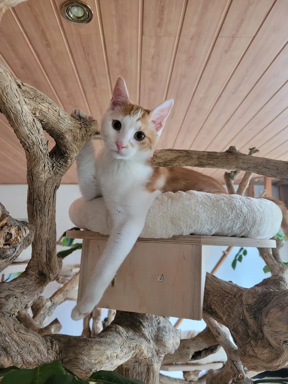 Katzenpension Holicat - Göttingen pet otel