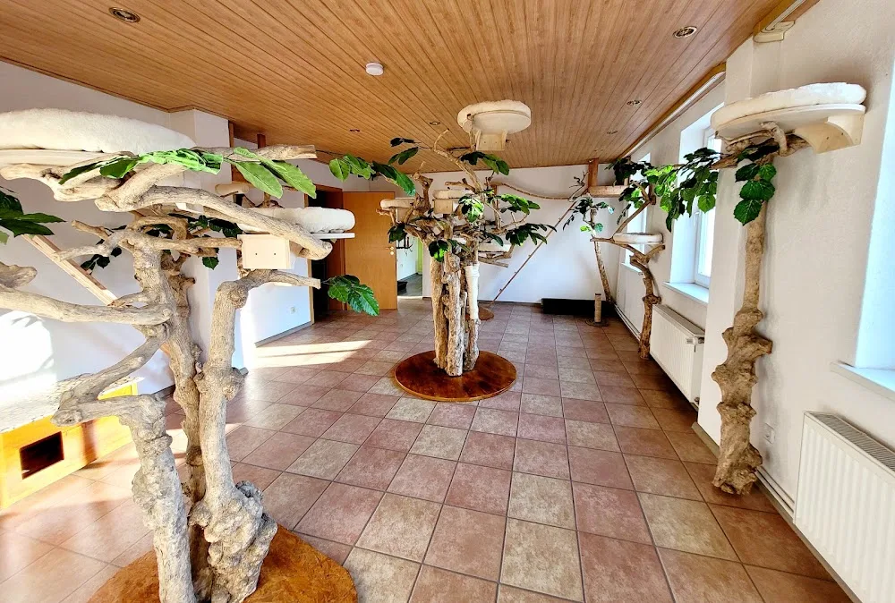 Katzenpension Holicat - Göttingen pet otel görseli 3