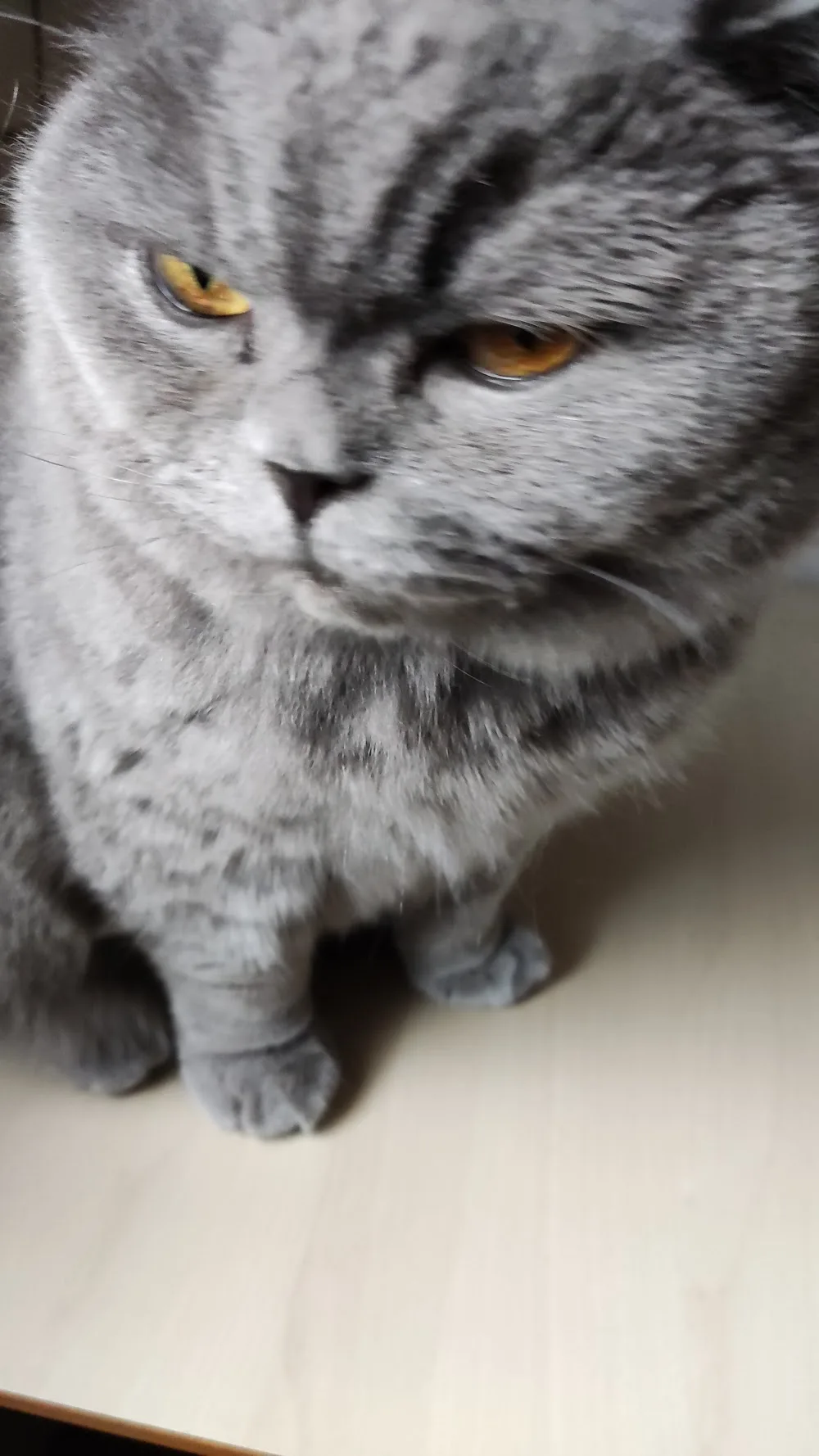 Katzenpension Koch - Göttingen pet otel görseli 3