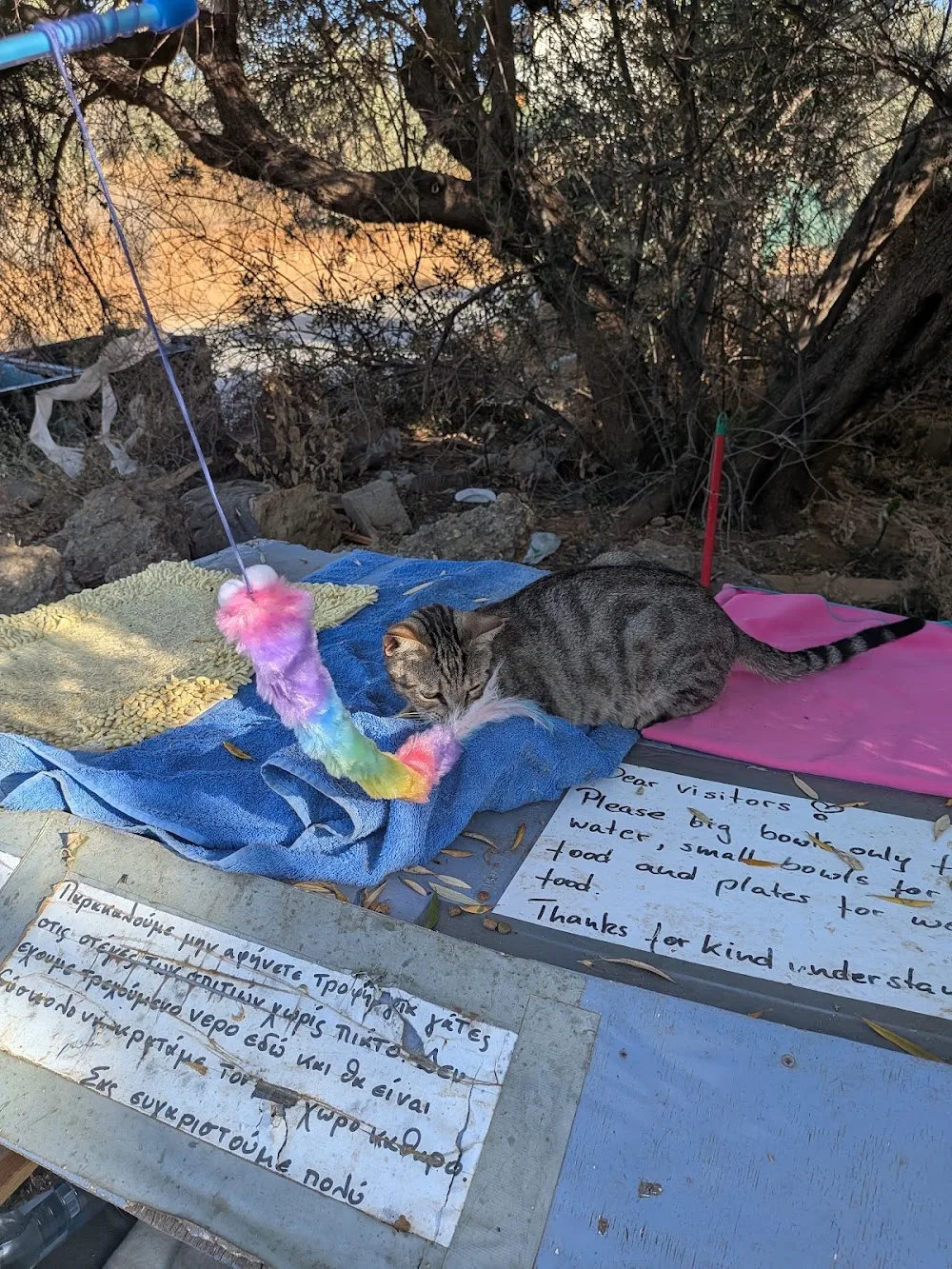 Cat Village - Crete pet otel