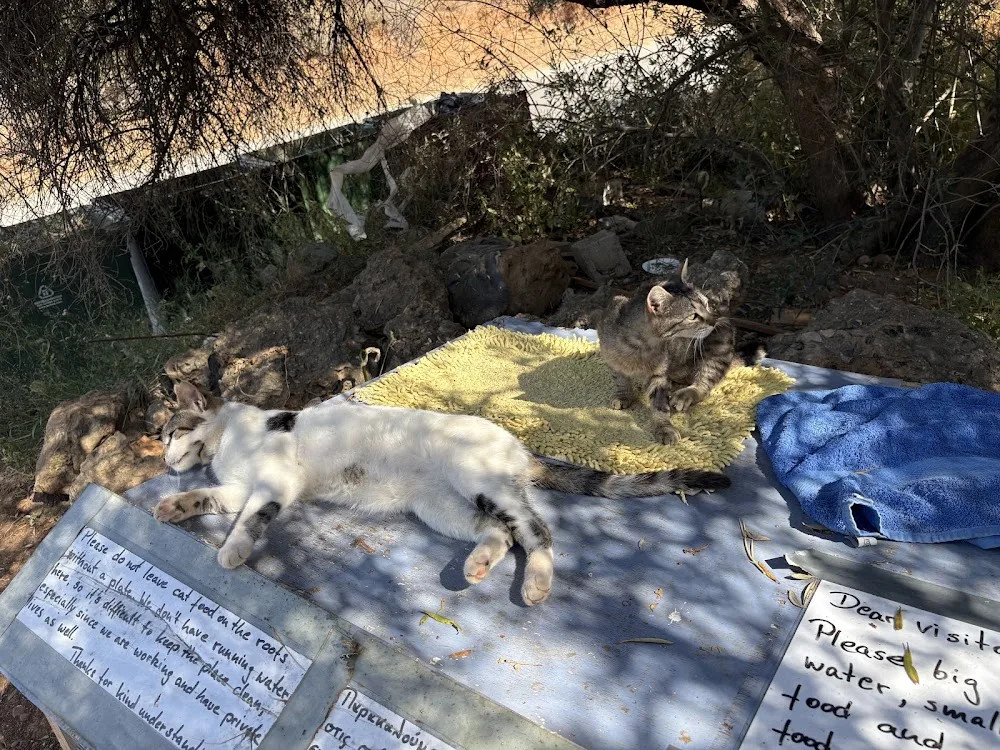Cat Village - Crete pet otel görseli 3