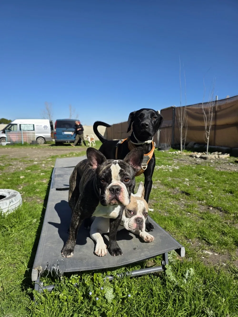Amican Escuela de Bienestar Canino - Granada pet otel