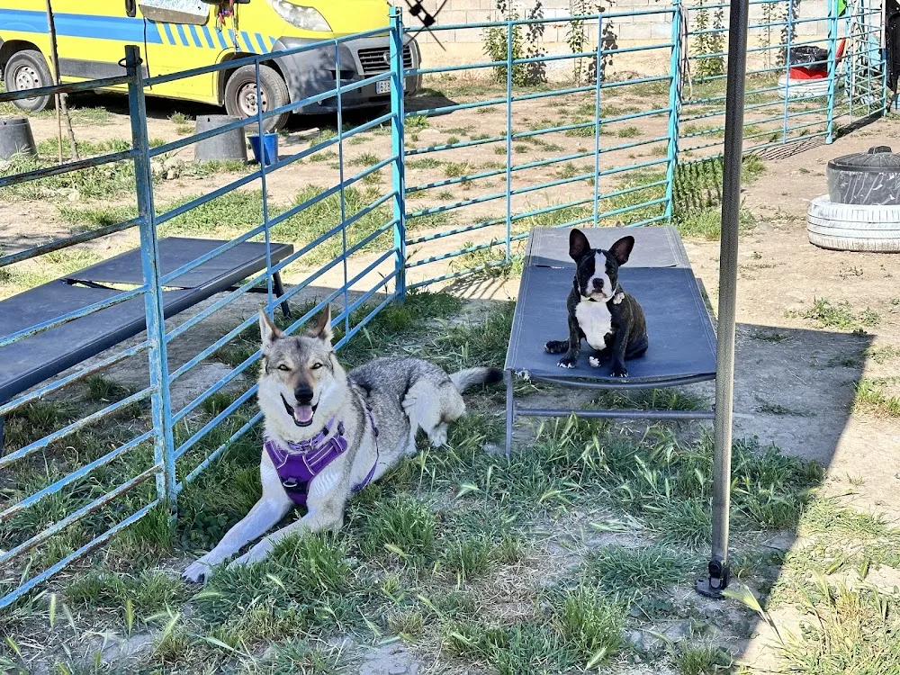 Amican Escuela de Bienestar Canino - Granada pet otel görseli 3