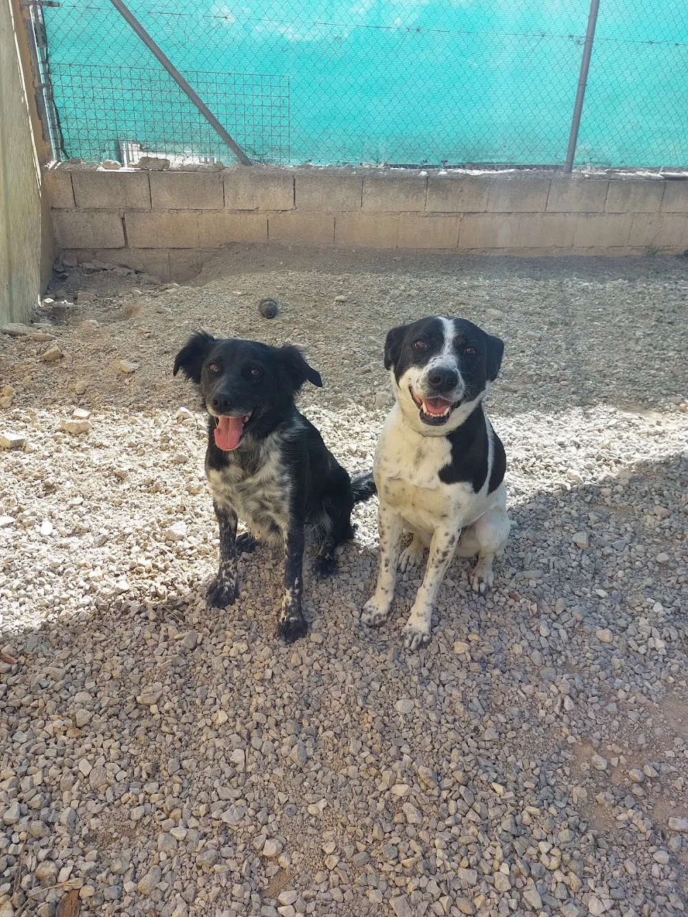 Centro Canino Fontagria - Granada pet otel görseli 3